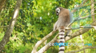 Lemur By Itself In A Tree During The Day Stock Photo
