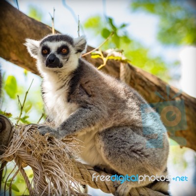 Lemur Sitting On A Tree Stock Photo