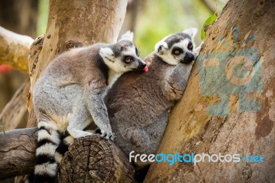 Lemur Sitting On A Tree Stock Photo