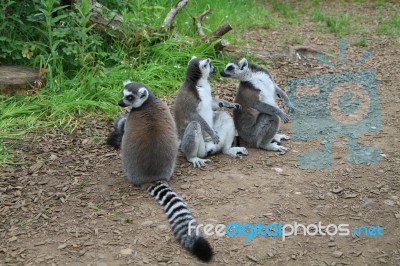 Lemurs In A Row Stock Photo
