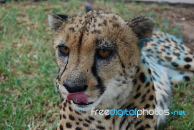 Leopard Stock Photo