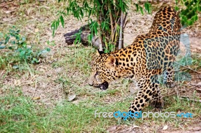 Leopard In The Wild Stock Photo