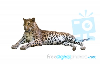 Leopard Isolated Stock Photo