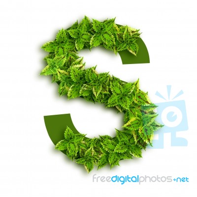 Letter S With Leaves Stock Photo