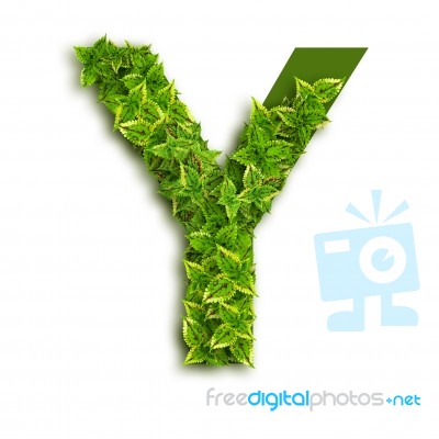 Letter Y With Leaves Stock Photo