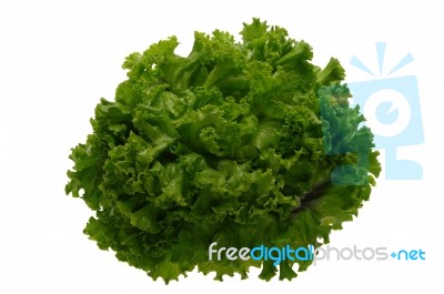 Lettuce Stock Photo