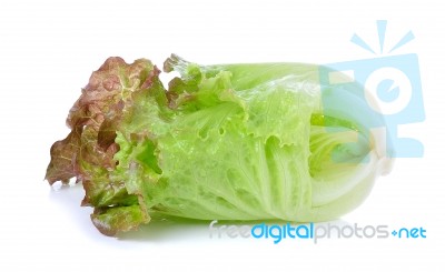 Lettuce Isolated On The White Background Stock Photo