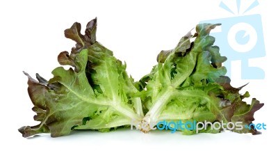 Lettuce Isolated On The White Background Stock Photo