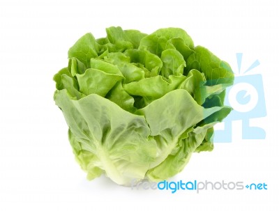 Lettuce Isolated On White Background Stock Photo