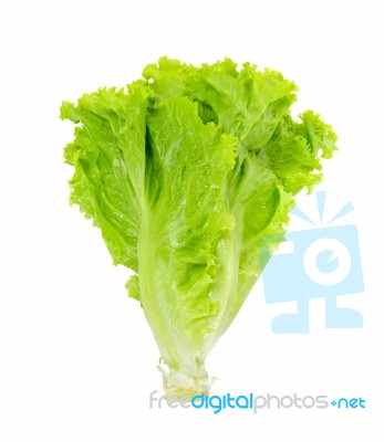 Lettuce Isolated On White Background Stock Photo