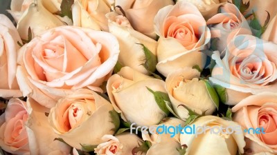 Light Orange Roses Stock Photo