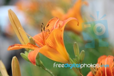 Lilies Are Tall Perennials Ranging In Height From 2–6 Ft (60–180 Cm), Israel 8/2016 Stock Photo