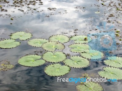 Lilly Pads In The Amazon Stock Photo