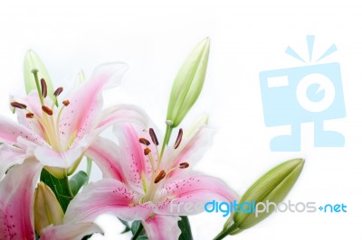 Lily Flowers Corner Frame Stock Photo Lily Flowers Corner Frame Stock Photo