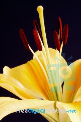 Lily (lilium) Close-up Stock Photo