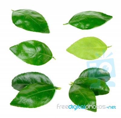 Lime Leaf Isolated On The White Background Stock Photo