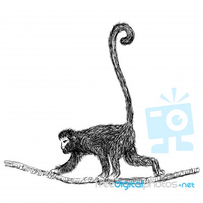 Line Drawing Of Gibbon -  Illustration Stock Image