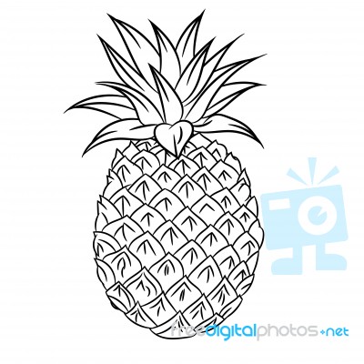 Line Drawing Of Mangosteen -simple Line Stock Image