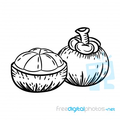 Line Drawing Of Mangosteen -simple Line  Stock Image