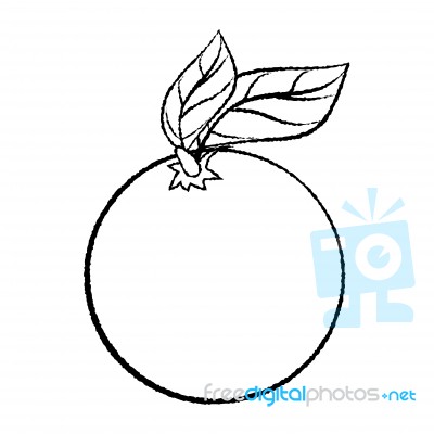 Line Drawing Of Orange With Leave -simple Line Stock Image