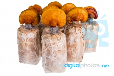 Lingzhi Ganoderma Lucidum Isolated On White. Chinese Traditional… Stock Photo