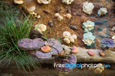 Lingzhi Mushroom Or Reishi Mushroom At Food Festival Stock Photo