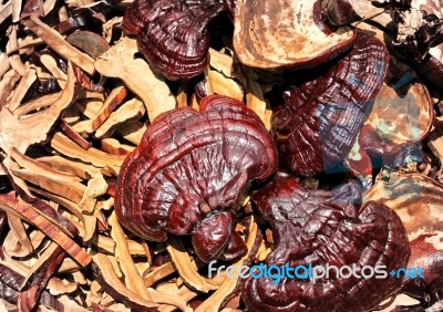 Lingzhi Mushrooms Stock Photo