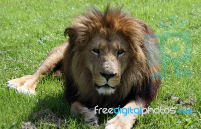 Lion Stock Photo