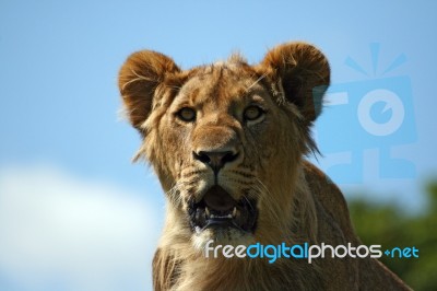 Lion Stock Photo