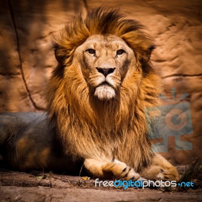 Lion Stock Photo