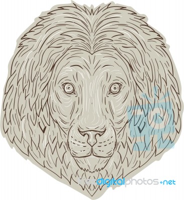 Lion Big Cat Head Mane Drawing Stock Image