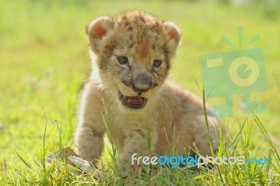 Lion Cub Stock Photo