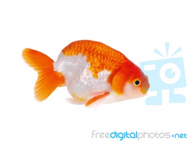 Lion Head Goldfish Stock Photo