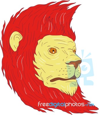 Lion Head With Flowing Mane Drawing Stock Image