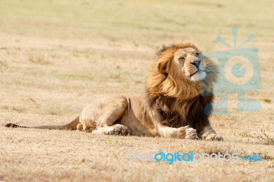 Lion  In Serengeti Stock Photo