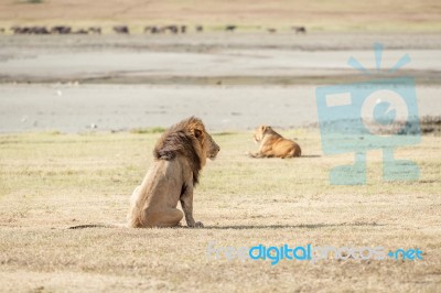 Lion  In Serengeti Stock Photo