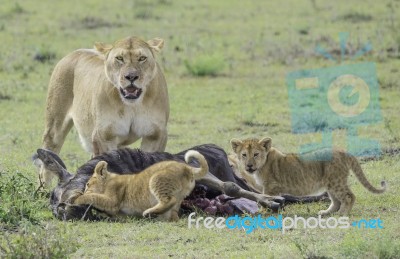 Lioness And Cubs Hunting In The Wild Stock Photo