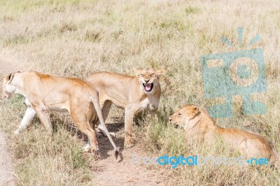 Lions  In Serengeti Stock Photo