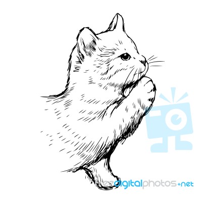 Little Cat Hand Drawn Stock Image