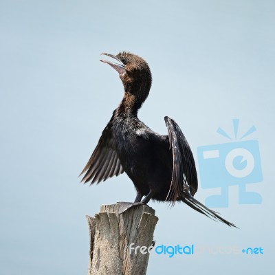 Little Cormorant Stock Photo