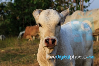 Little Cow Stock Photo