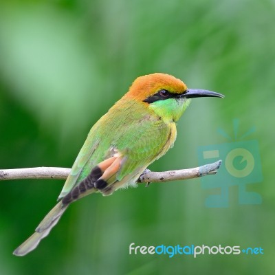 Little Green Bee-eater Stock Photo