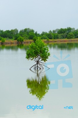Little Mangrove Tree Stock Photo