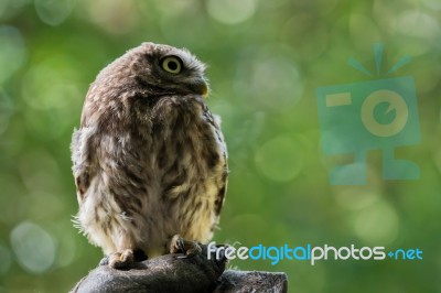Little Owl (athene Noctua) Stock Photo