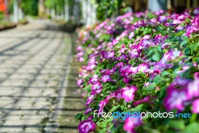 Little Pink Daisy Flower Vibrant Color At Rajapruk Park Stock Photo