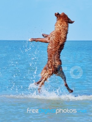 Little Pyrenean Shepherd Jumps High From The Sea Stock Photo