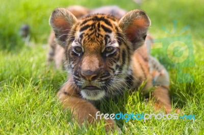Little Tiger Stock Photo