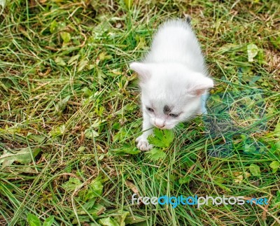 Little White Kitten Running Around On The Grass Stock Photo