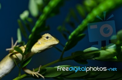 Lizard In Green Nature Stock Photo