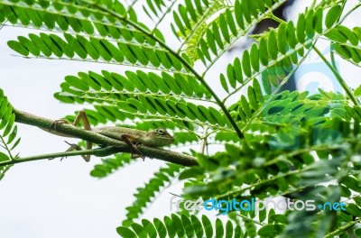 Lizard On Tree Branch Stock Photo